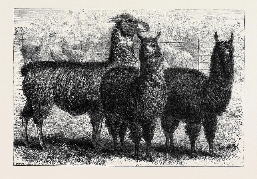 Llama Drawing - Mr. Ledgers Alpacas And Llamas At Sophienburg The Seat Of Mr by English School