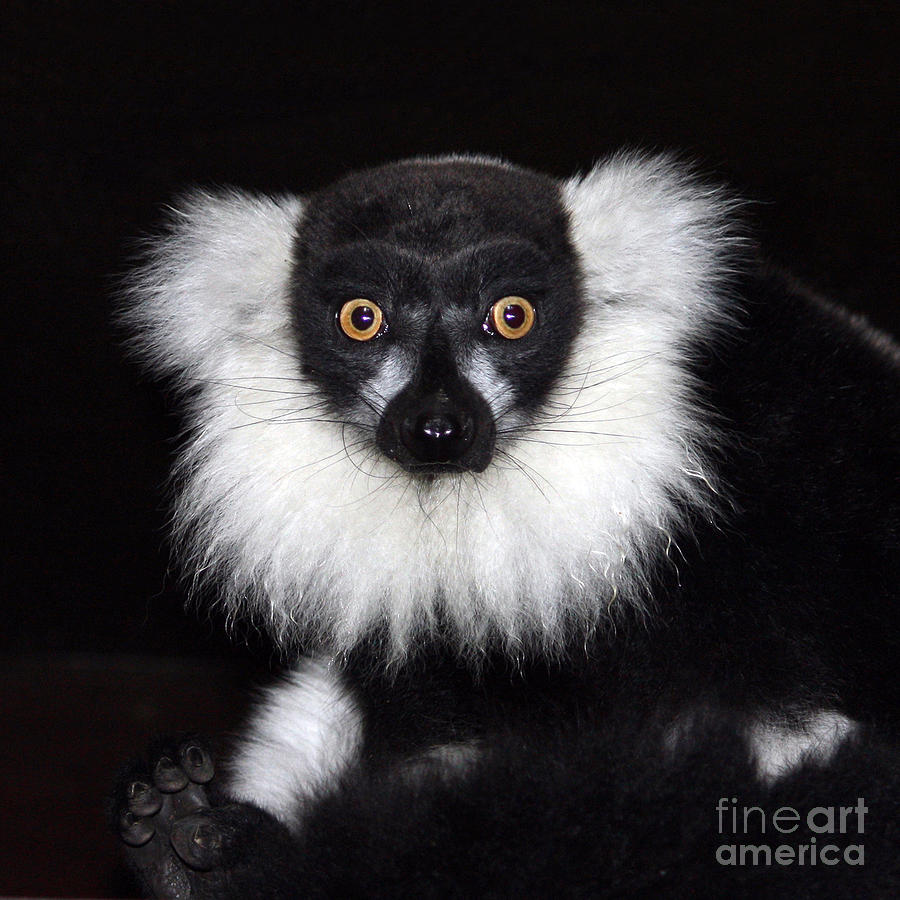 Animal Photograph - Mr Lemur by Terri Waters