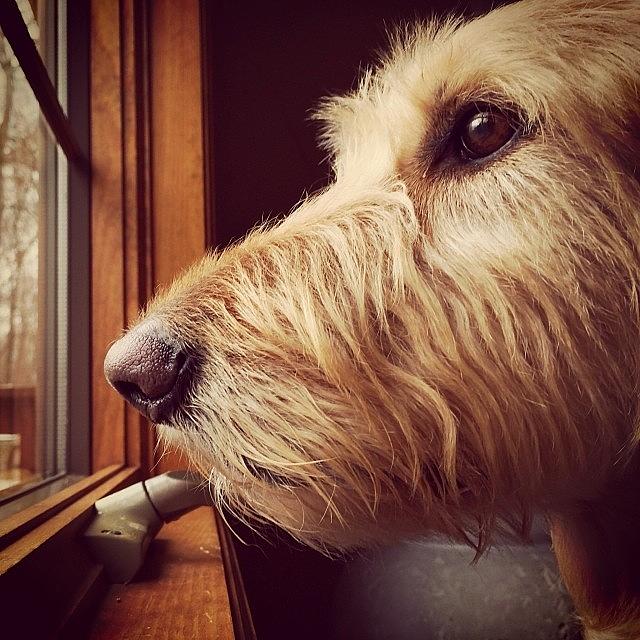 Holiday Photograph - Mr. Mac Watching The Snow Like He Does by Caiden Pietrowski