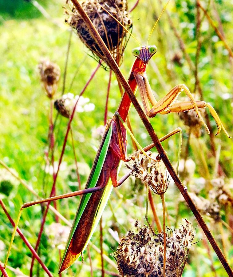 Mr Mantis Photograph by Art Dingo