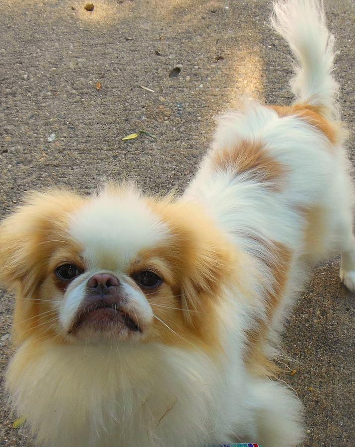 Puppy Photograph - Mr. Mi Ozzy Awaits by Linda Gonzalez