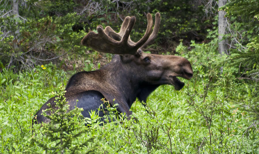 Mr Moose 2 Photograph by Jeff Welton - Fine Art America