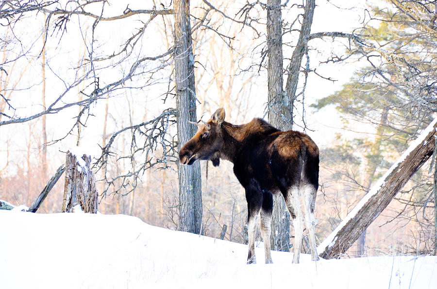 Mr. Moose Photograph by Cheryl Baxter