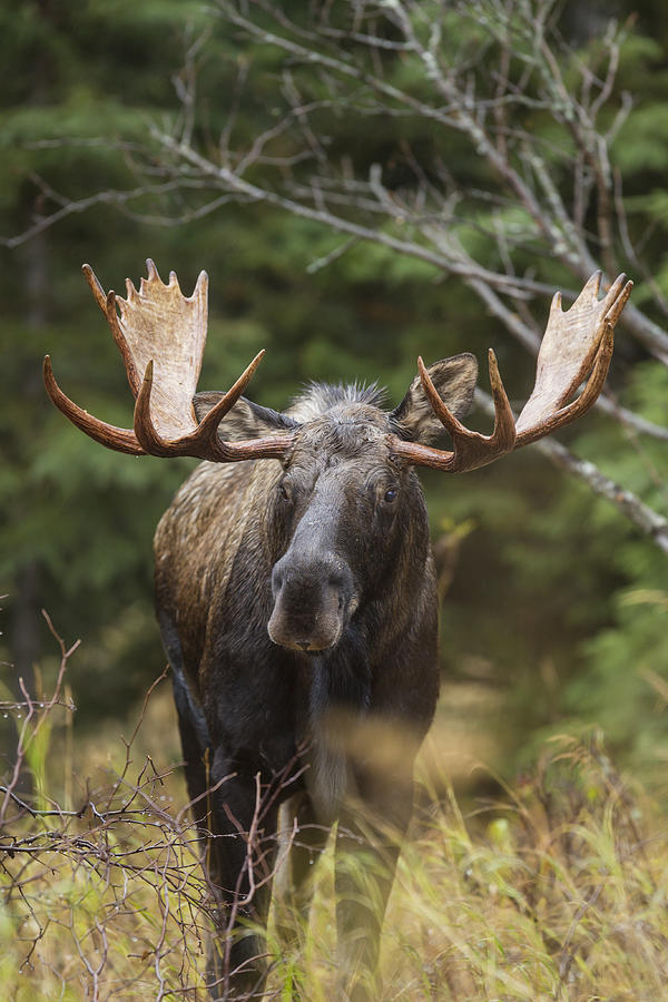 Mr. Moose Photograph by D Robert Franz