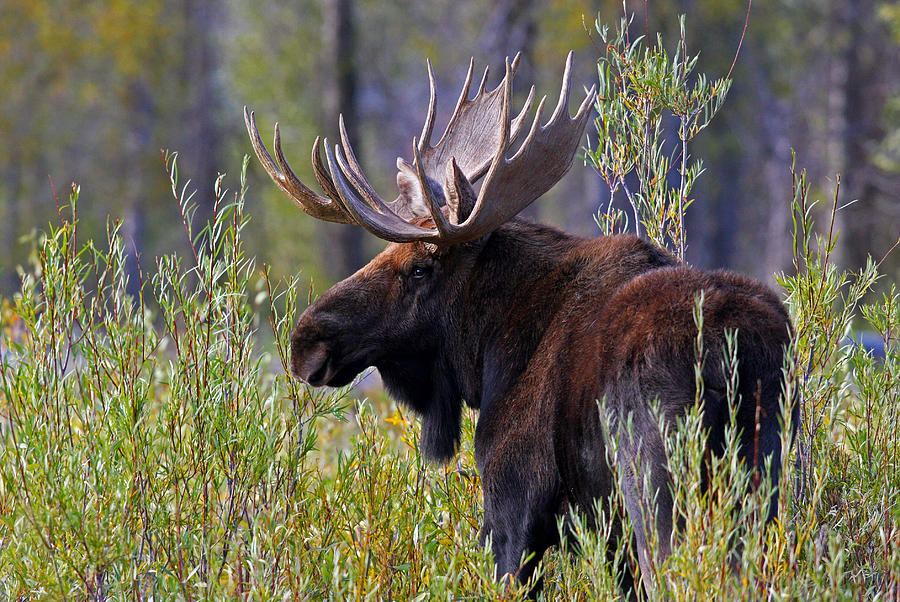 Mr. Moose... Photograph by Shari Sommerfeld