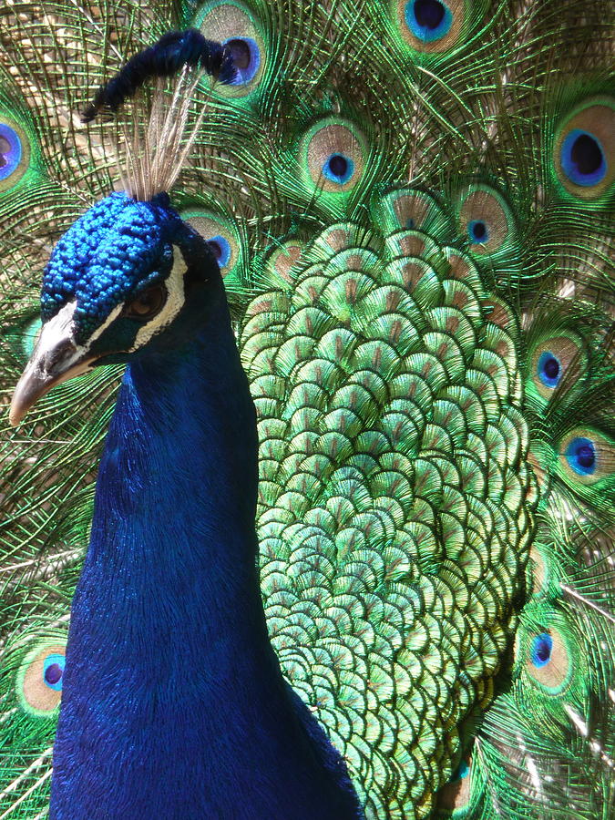 Mr Peacock Photograph By Debbie King Fine Art America 4094