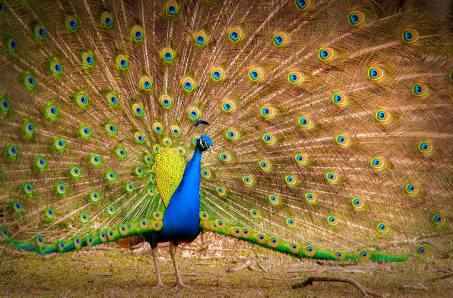 Mr. Peacock  Photograph by Joye Ardyn Durham