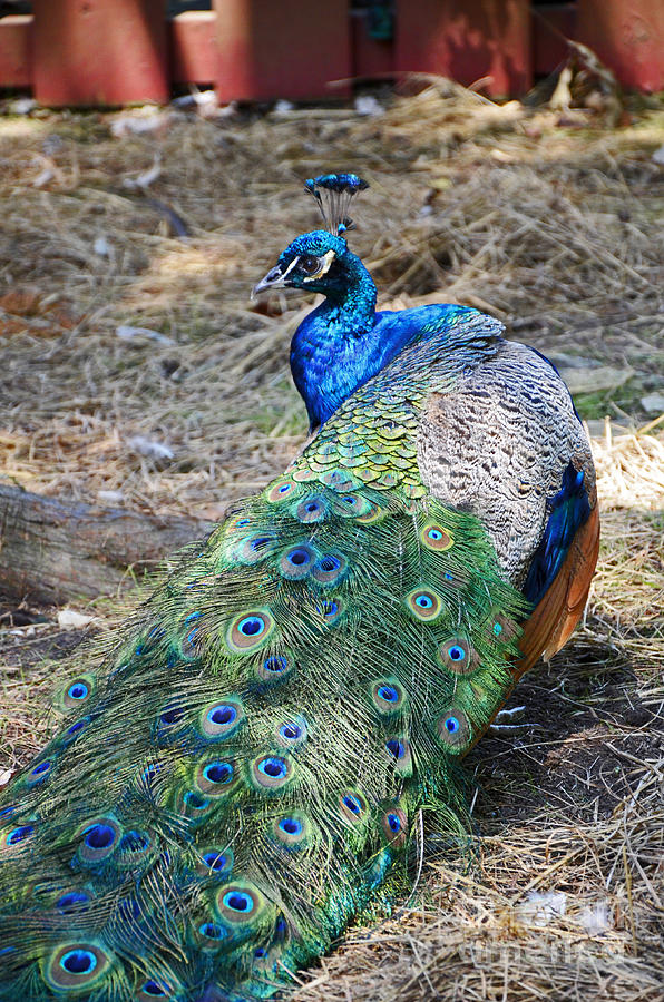 Mr. Peacock Photograph by Paul Mashburn
