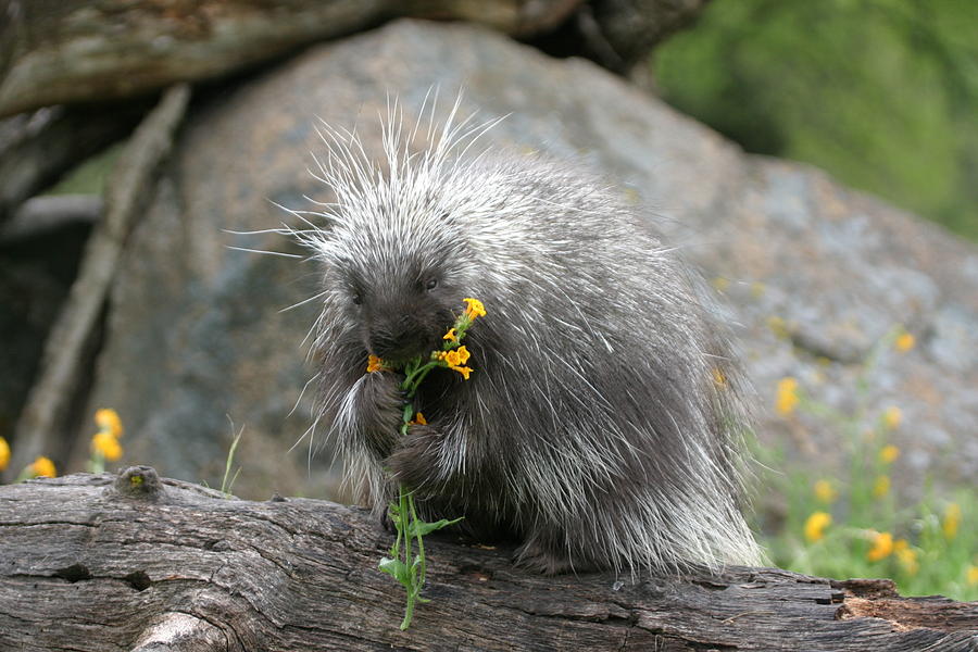 Flower Photograph - Mr. Porcupine  by Diane Bohna
