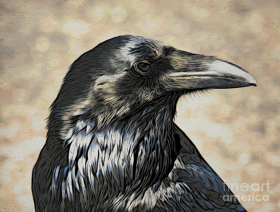 Mr. Crow Photograph by Jacklyn Duryea Fraizer