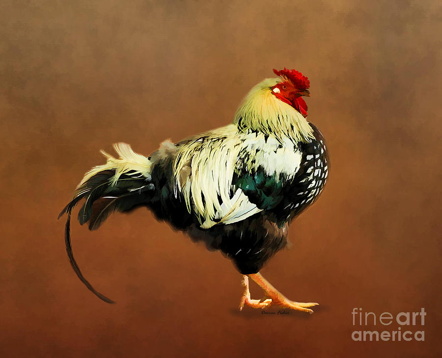 Rooster Photograph - Mr Rooster by Darren Fisher