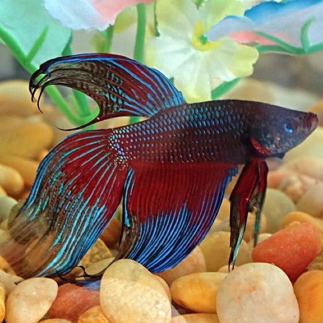 Veiltail Photograph - The Beauty Of A Betta Fish by Katie Phillips