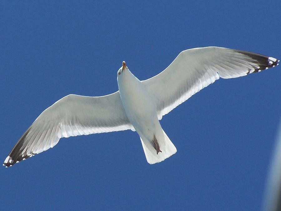  Seagull Photograph by Jewels Hamrick