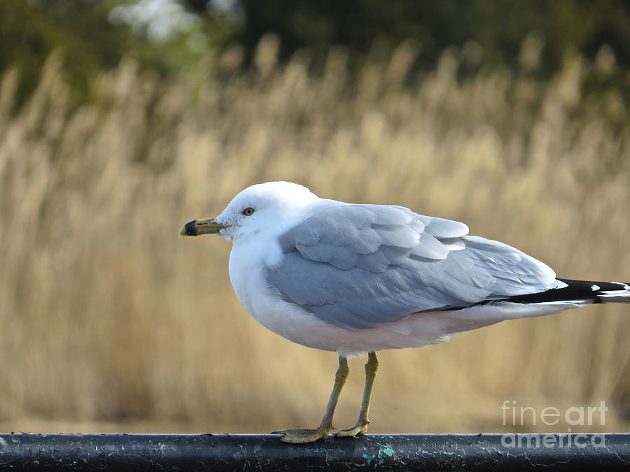 Mr Seagull  Photograph by Nancy Patterson