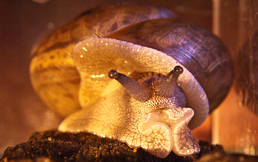 Mr. Snail Photograph by Douglas Barnett