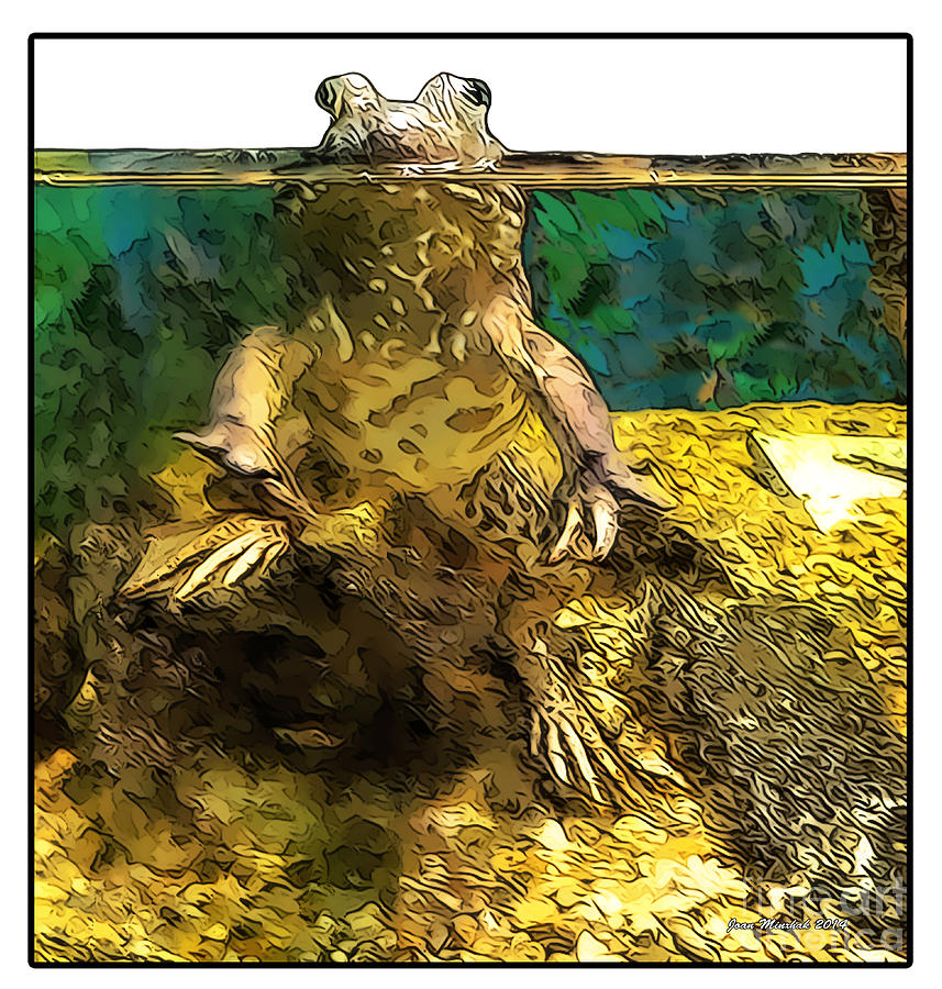 Mr. Toad Photograph