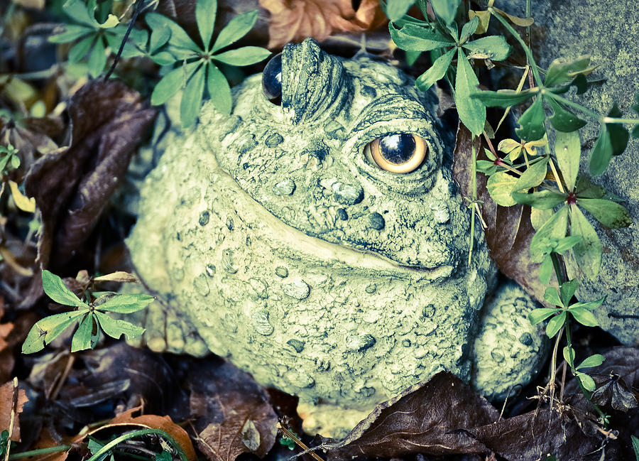 Mr. Toad Photograph by Ronda Broatch
