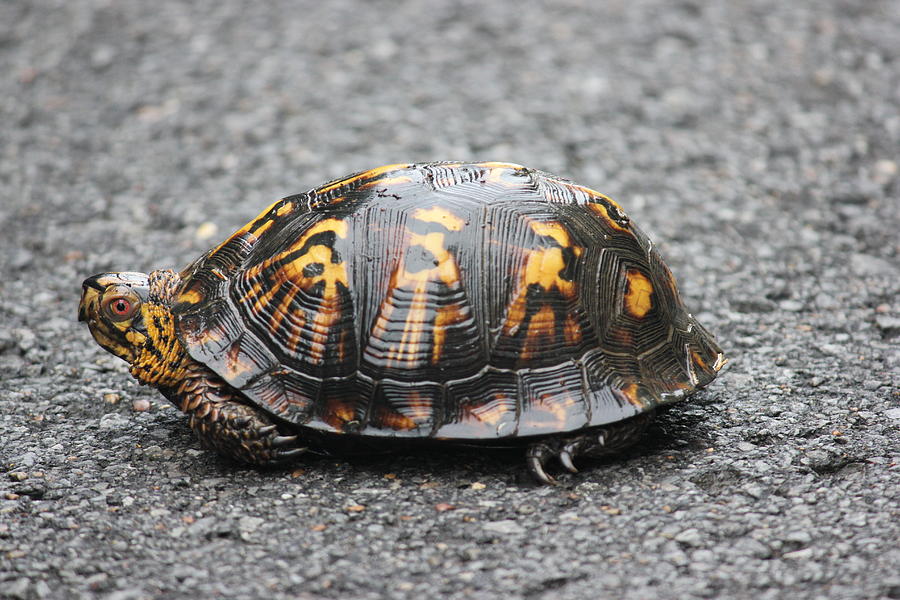 Mr. Turtle Photograph by Ashley Cox - Fine Art America