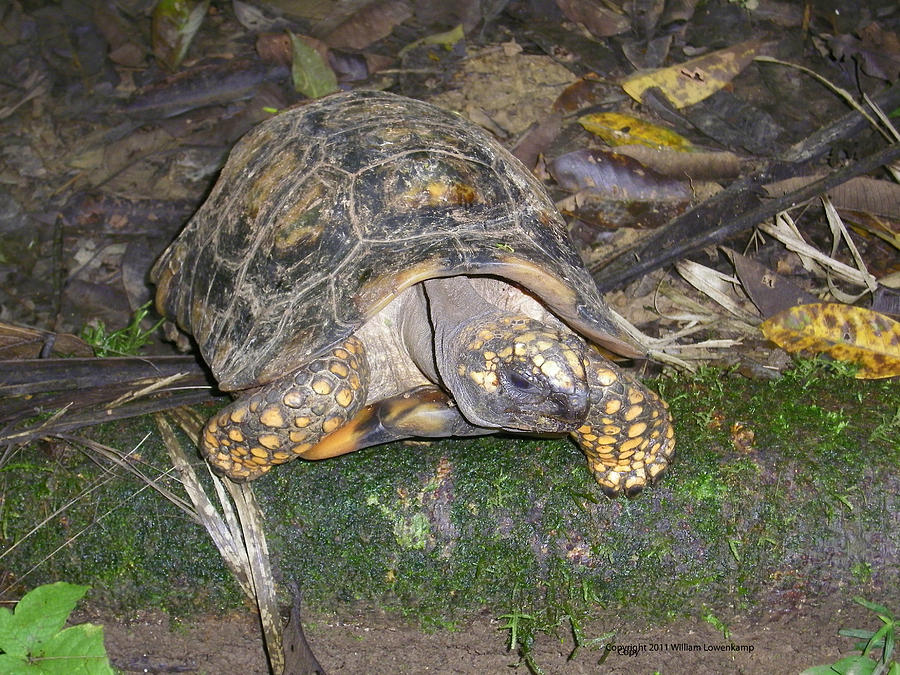 Mr. Turtle Photograph by William Lowenkamp - Fine Art America