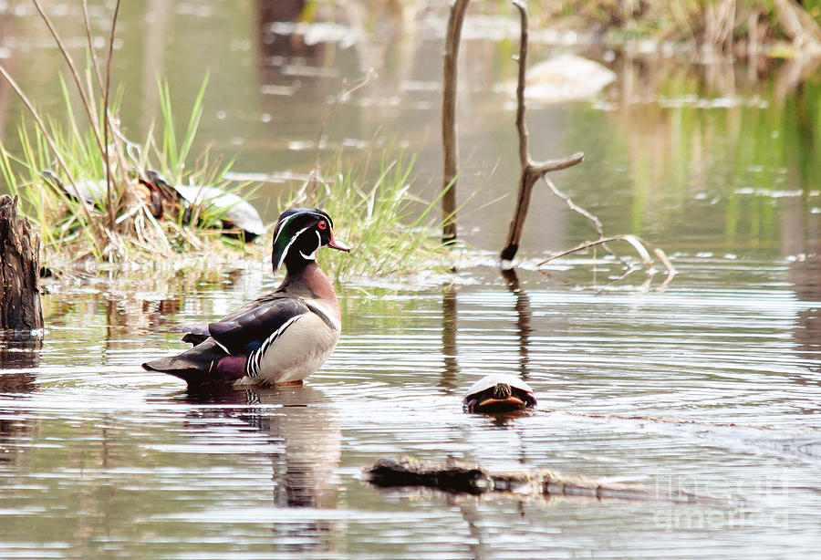 Mr. Wood Duck and Friends Photograph by Cheryl Baxter