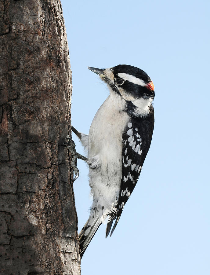 Woodpecker Photograph - Mr. Woody 2 by Lara Ellis