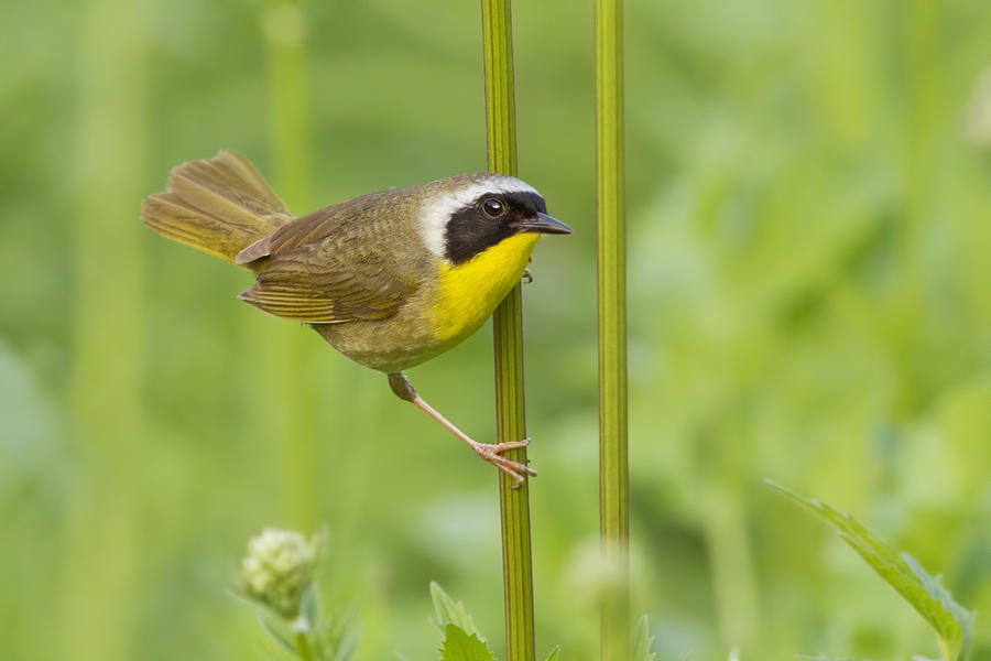 Spring Photograph - Mr Yellowthroat by Mircea Costina Photography