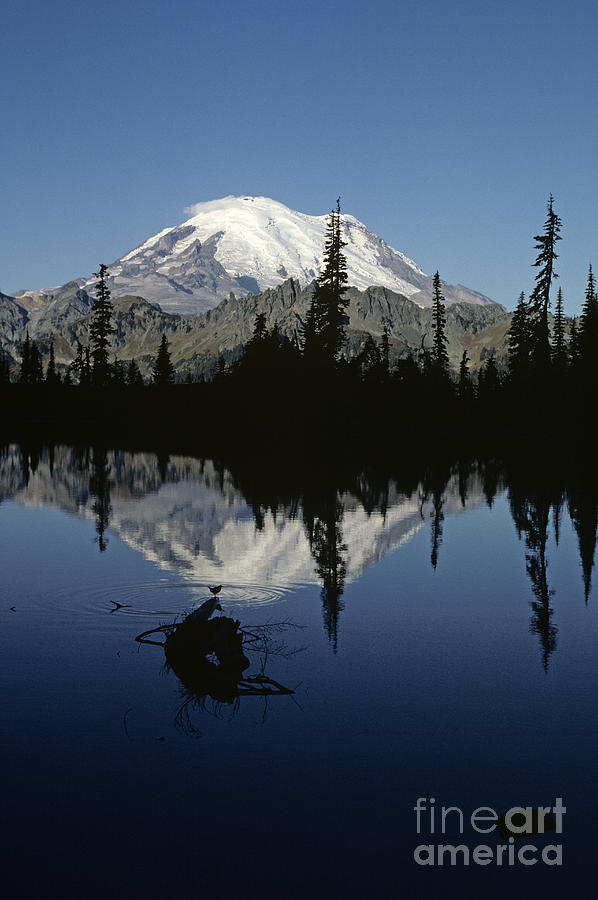 Tree Photograph - Mount Rainier with silhouetted bird by Jim Corwin