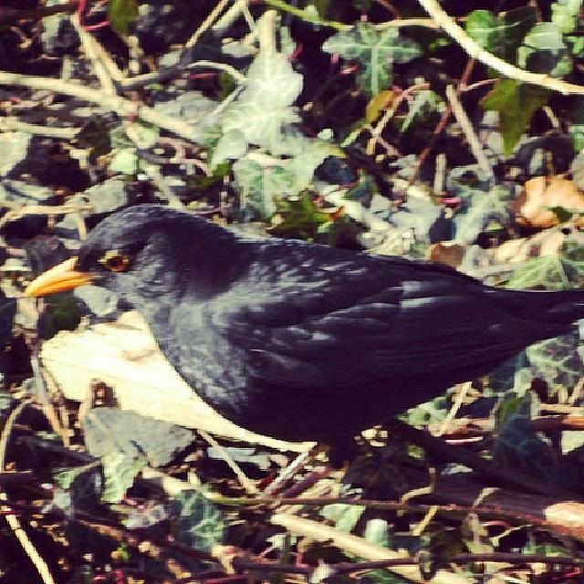Blackbird Photograph - #mr#blackbird#garden#nature# by Aaron Eckersley