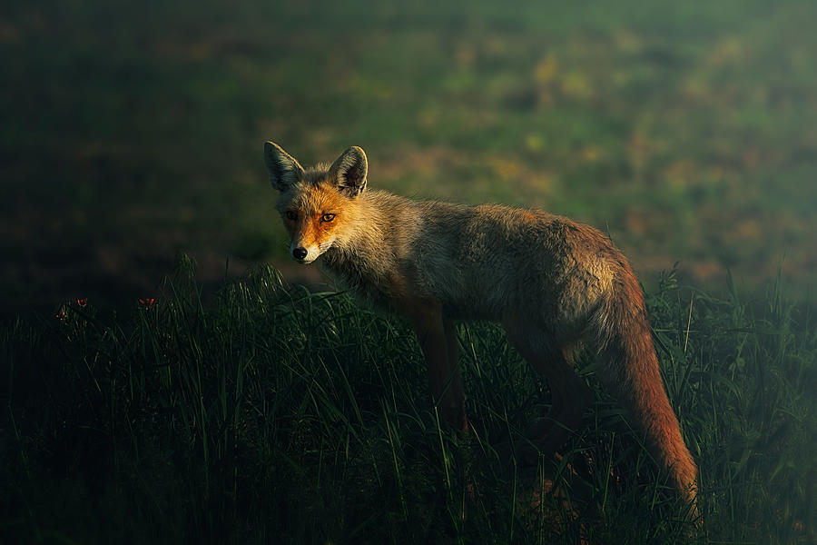 Fox Photograph - Mr.fox by Sina Pezeshki Fox Photograph - Mr.fox by Sina Pezeshki