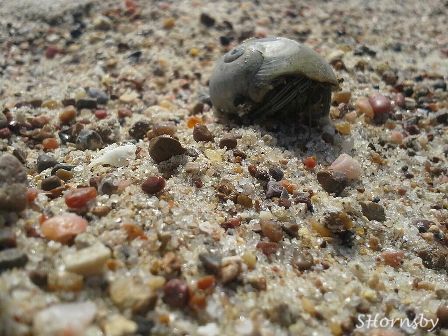 Mr.Hermit Crab Photograph by Samantha Hornsby