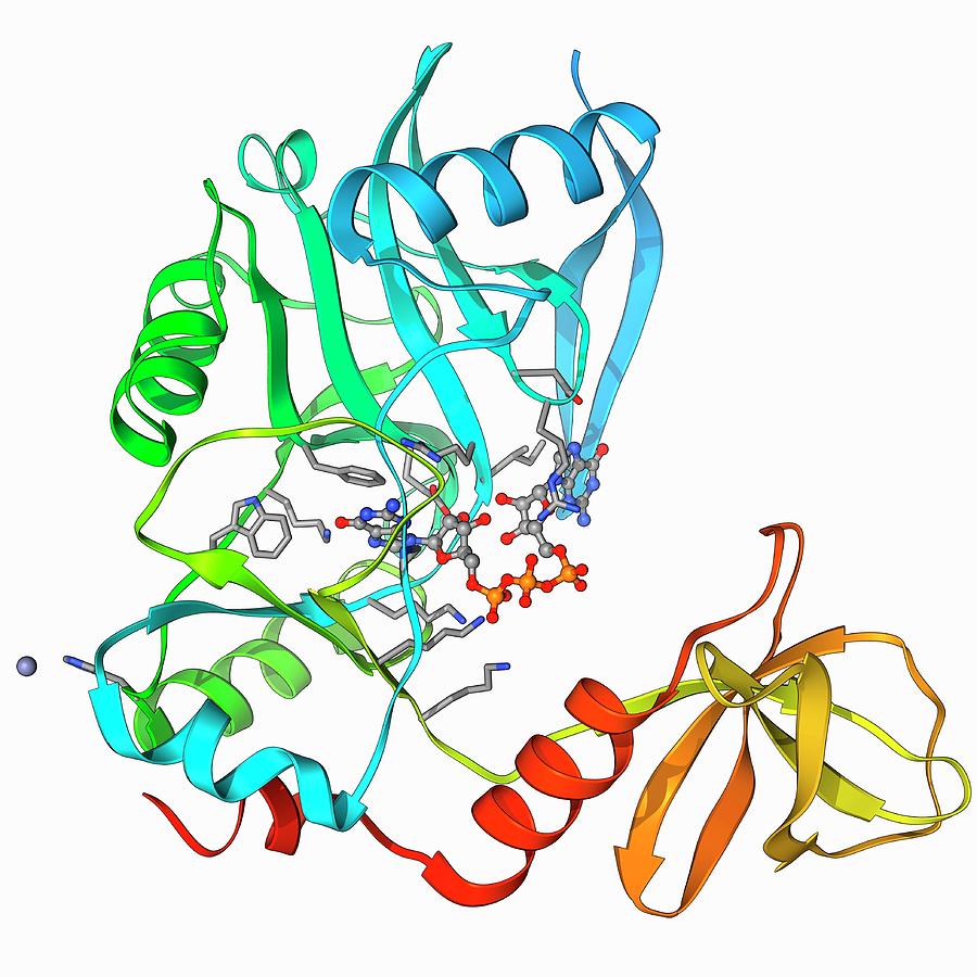 Mrna Capping Enzyme Molecule by Science Photo Library