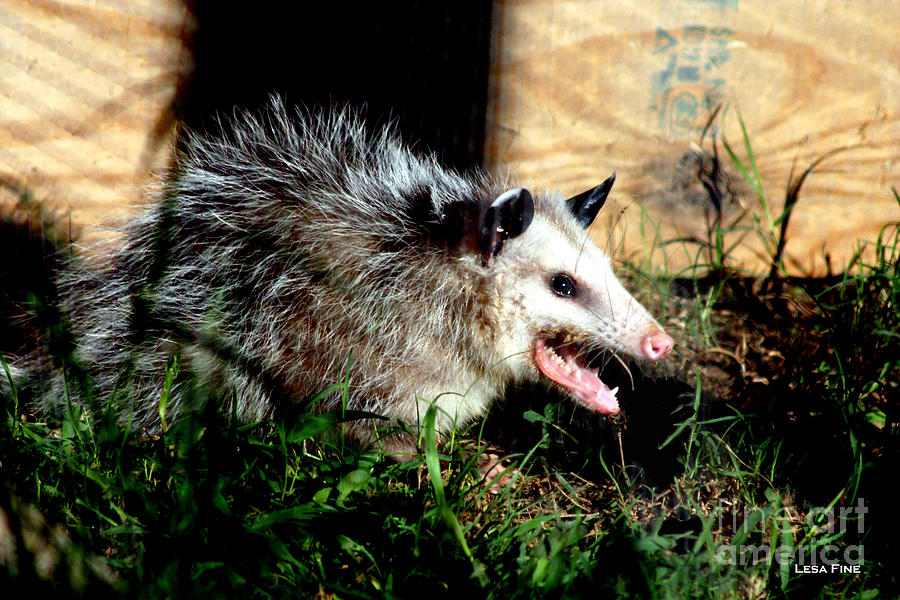 Mr. Possum Photograph by Lesa Fine