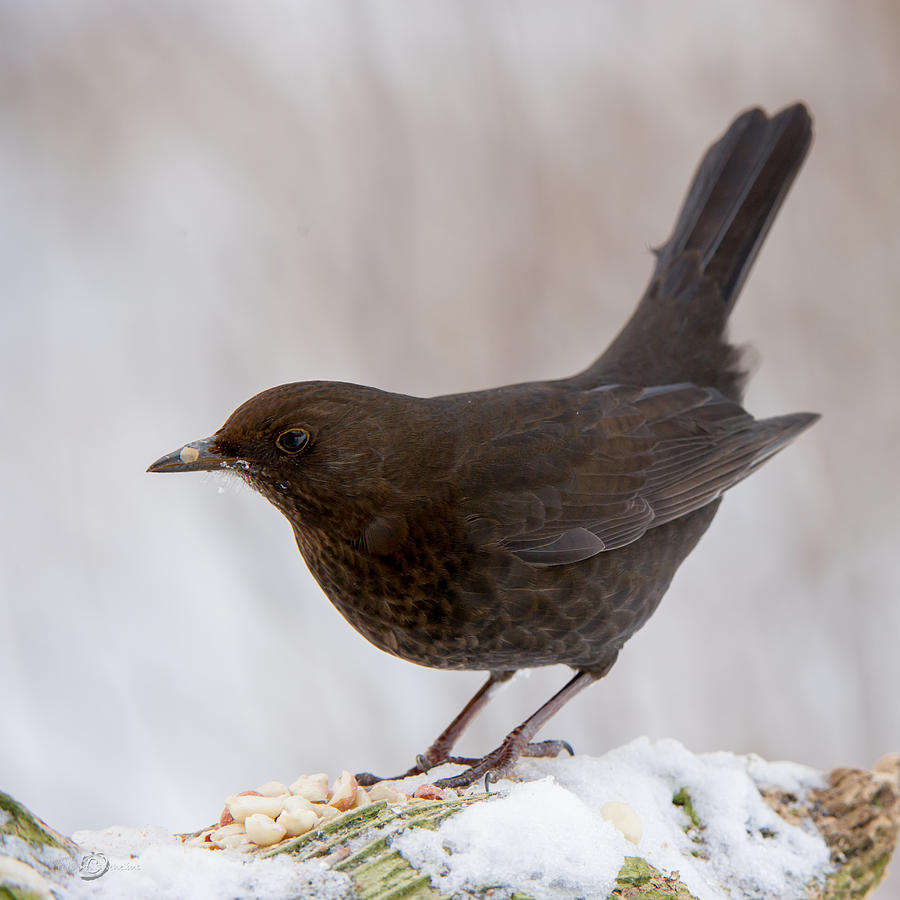 Mrs Blackbird and the peanuts Photograph by Torbjorn Swenelius