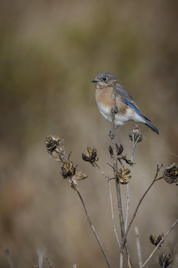 Mrs Bluebird Photograph by Bradley Clay
