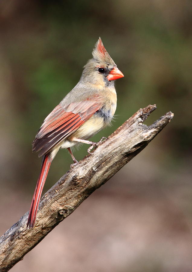 Mrs Cardinal Photograph by PJQandFriends Photography
