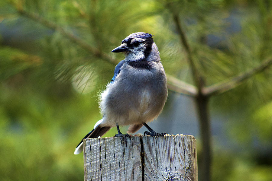 Blue Jay Photograph - Mrs. Chatterbox by Ron Haist