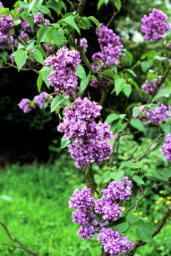 Nature Photograph - Mrs Edward Harding Lilac Flowers by Adrian Thomas/science Photo Library