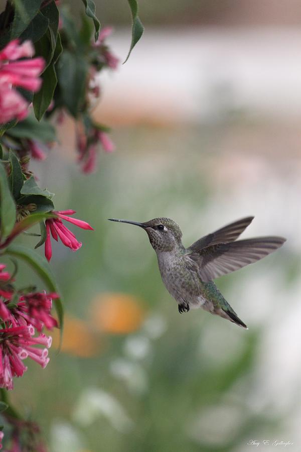 Mrs. Little Annas Hummingbird Photograph by Amy Gallagher