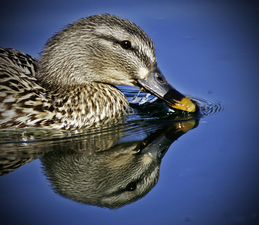 mrs-mallard-photograph-by-george-davidson-fine-art-america