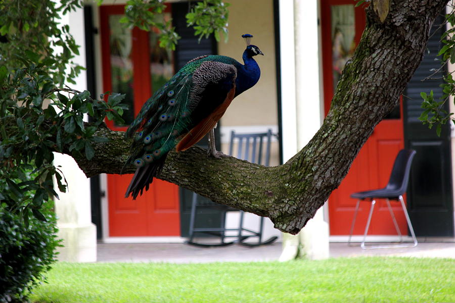 Peacock Photograph - Mrs. Peacock by Rdr Creative