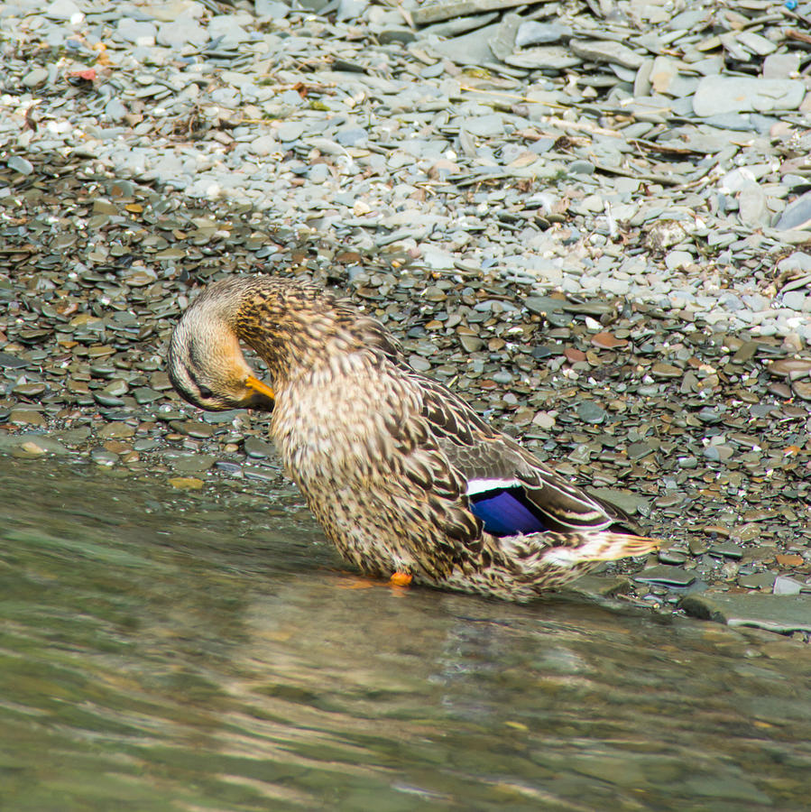 Duck Photograph - Mrs Quack Preens by Photographic Arts And Design Studio