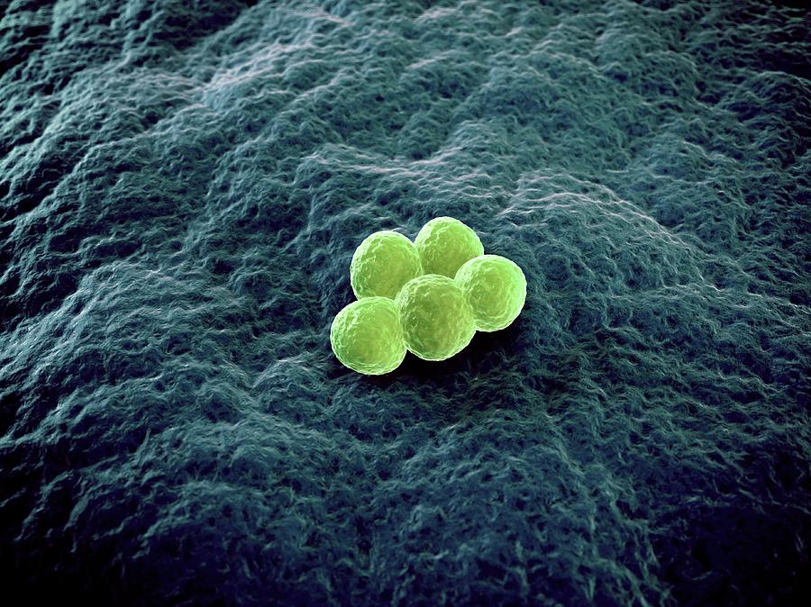 Mrsa Bacteria Photograph By Scieproscience Photo Library