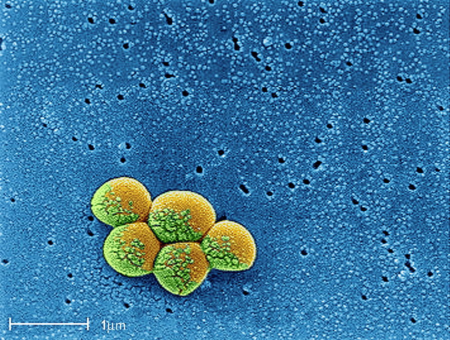 Mrsa Drug-resistant Bacteria Photograph by Cdc/science Photo Library