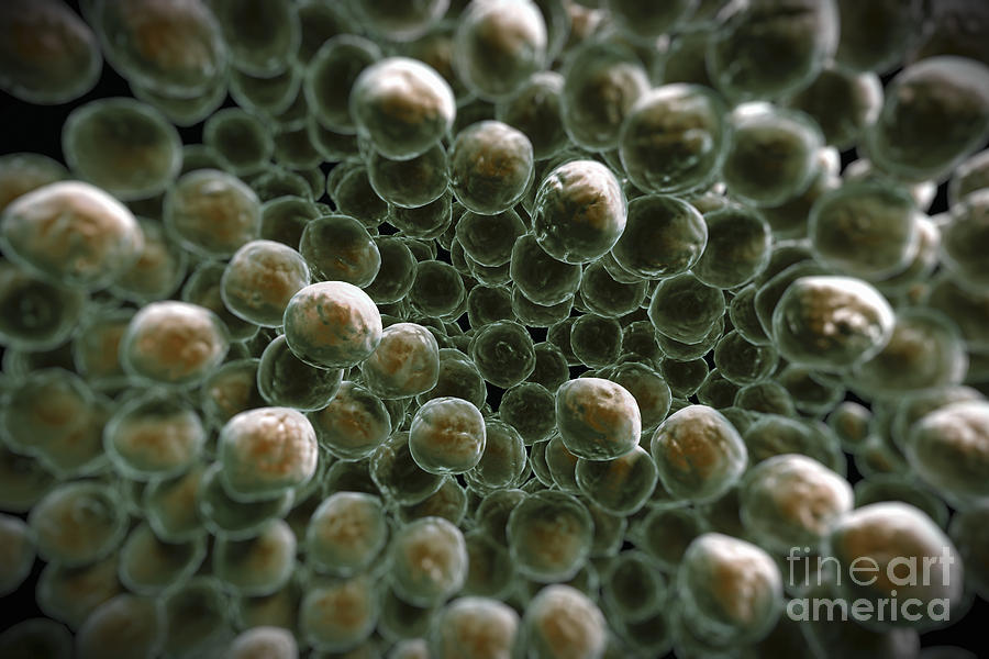 Pathogenic Photograph - Mrsa by Science Picture Co