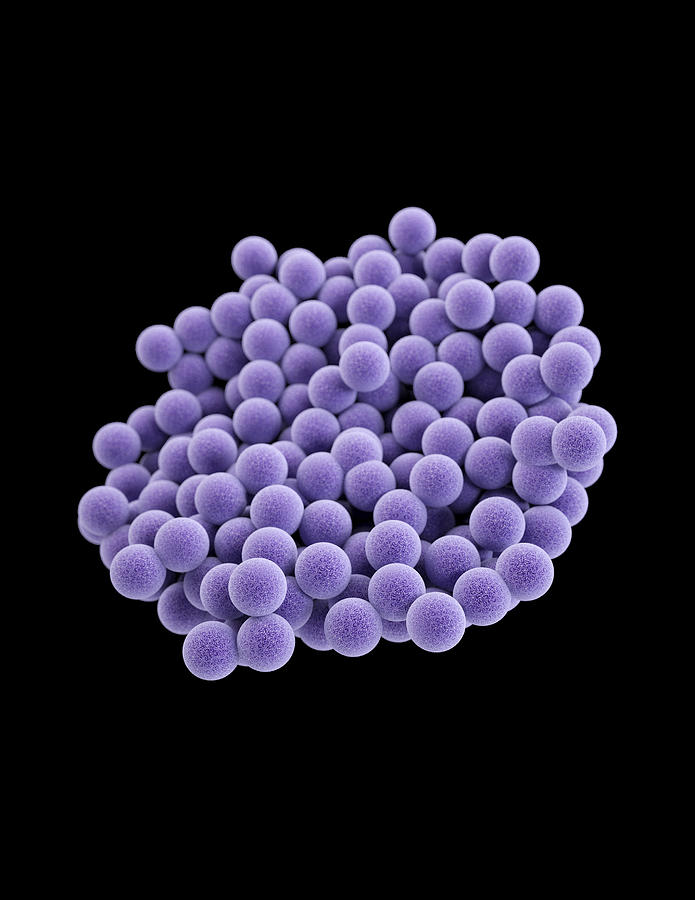Mrsa Photograph by Science Source