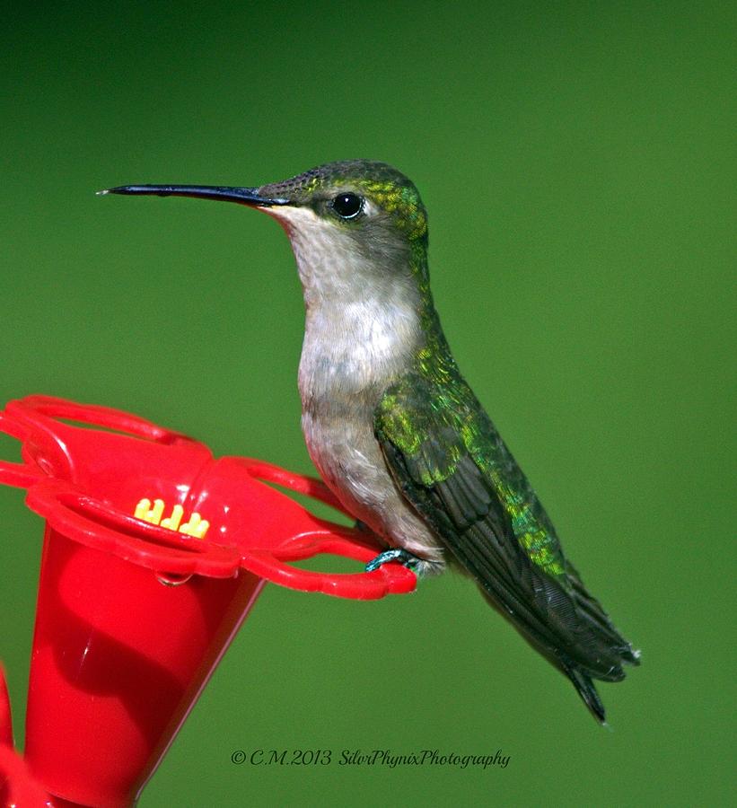 Hummingbird Photograph - Ms. Bright Eyes by Catherine Melvin