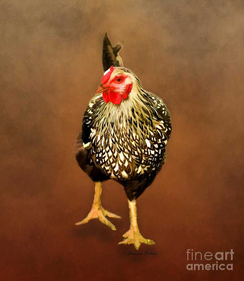 Rooster Photograph - Ms Hen by Darren Fisher