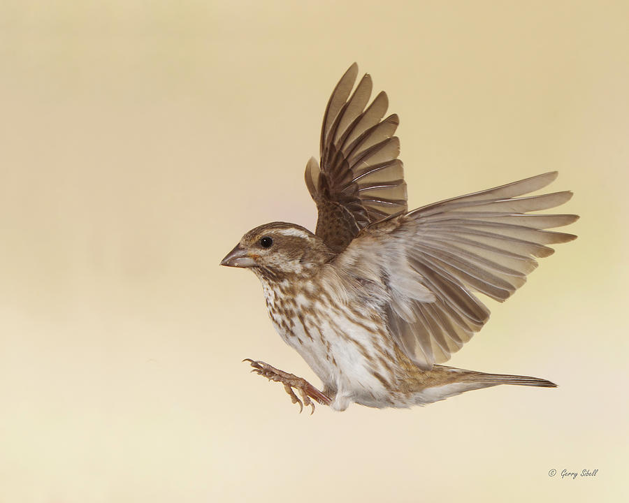 Ms P Finch Photograph by Gerry Sibell