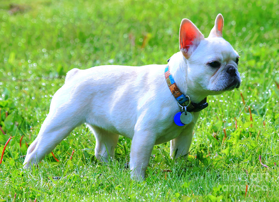 Ms. Quiggly - French Bulldog Photograph by Tap On Photo