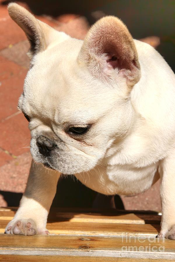 French Bulldog Ms Quiggly  Photograph by Tap On Photo